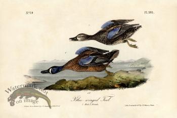 Blue-winged Teal